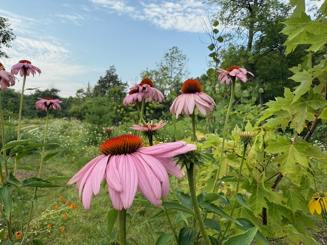 Purple Coneflower