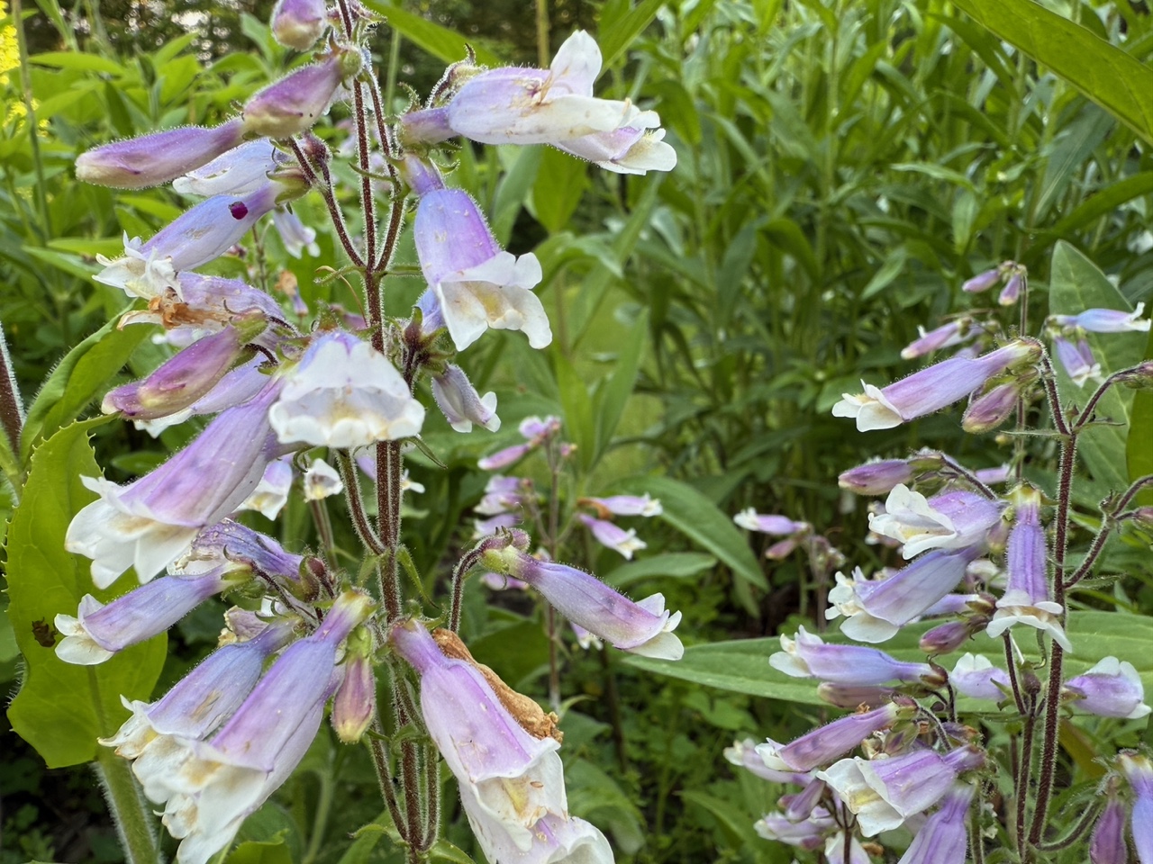 Foxglove Beardtongue