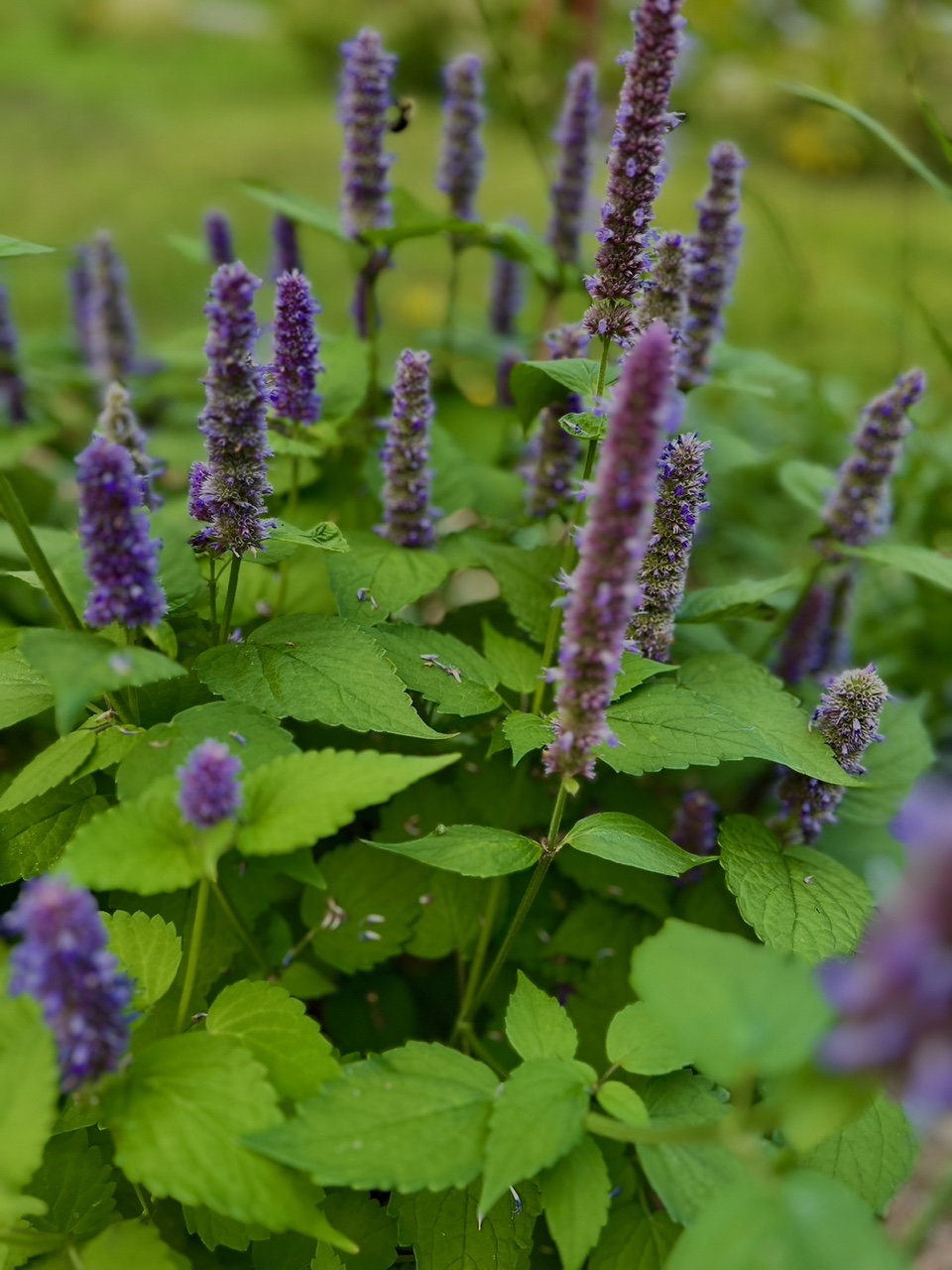 Anise Hyssop