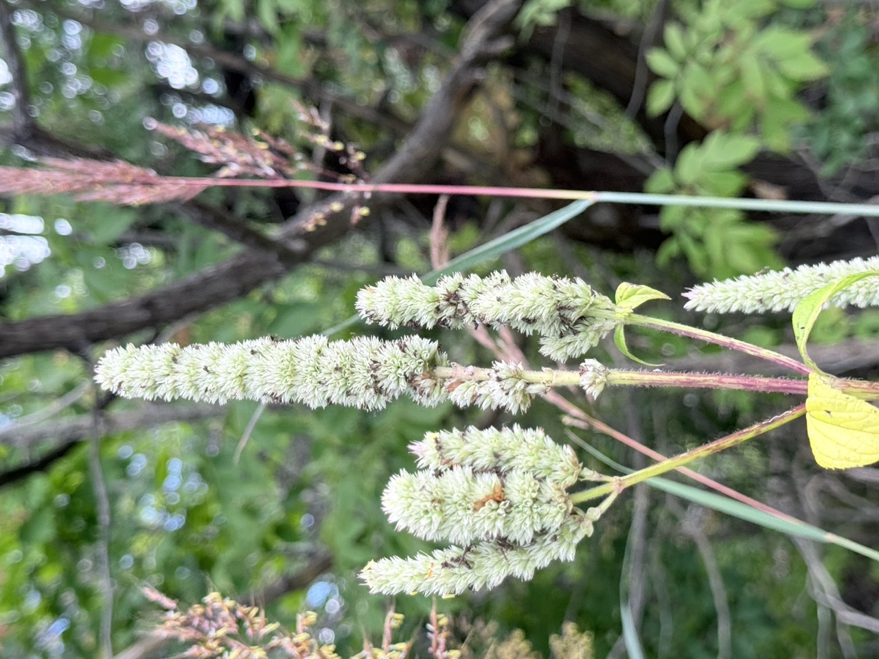 Yellow Giant Hyssop