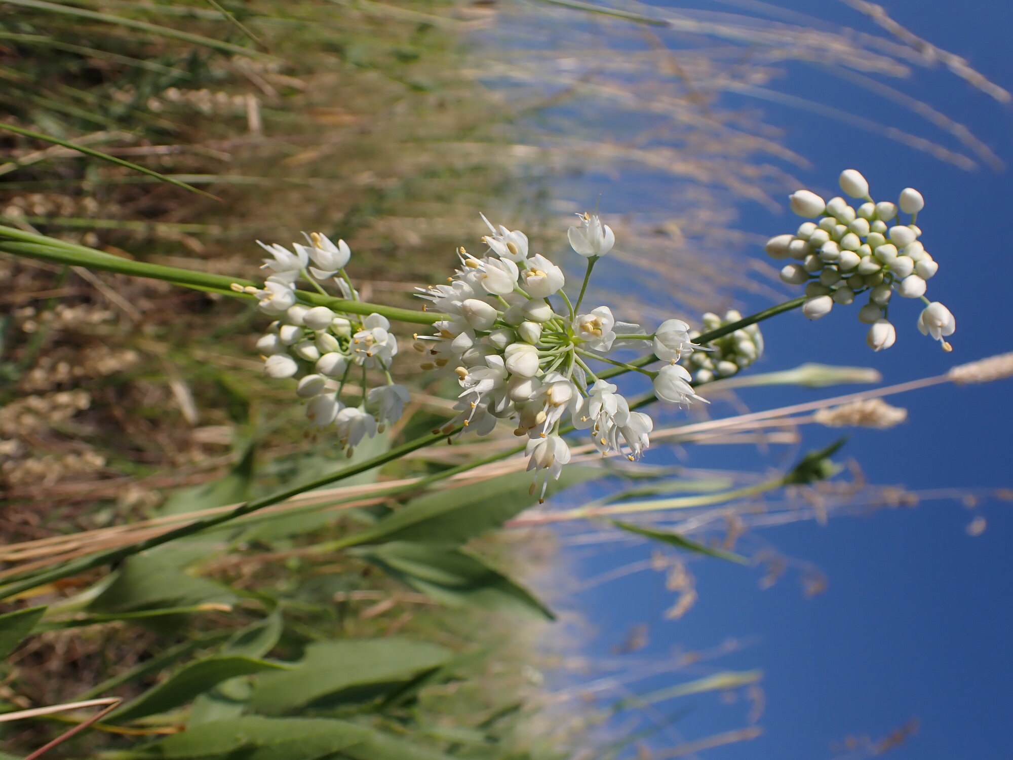 Nodding Onion