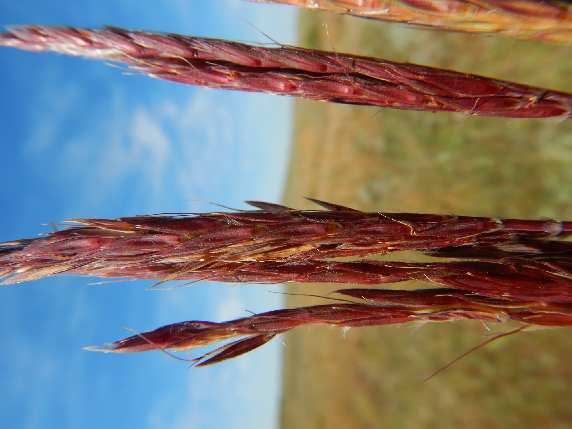 Big Bluestem