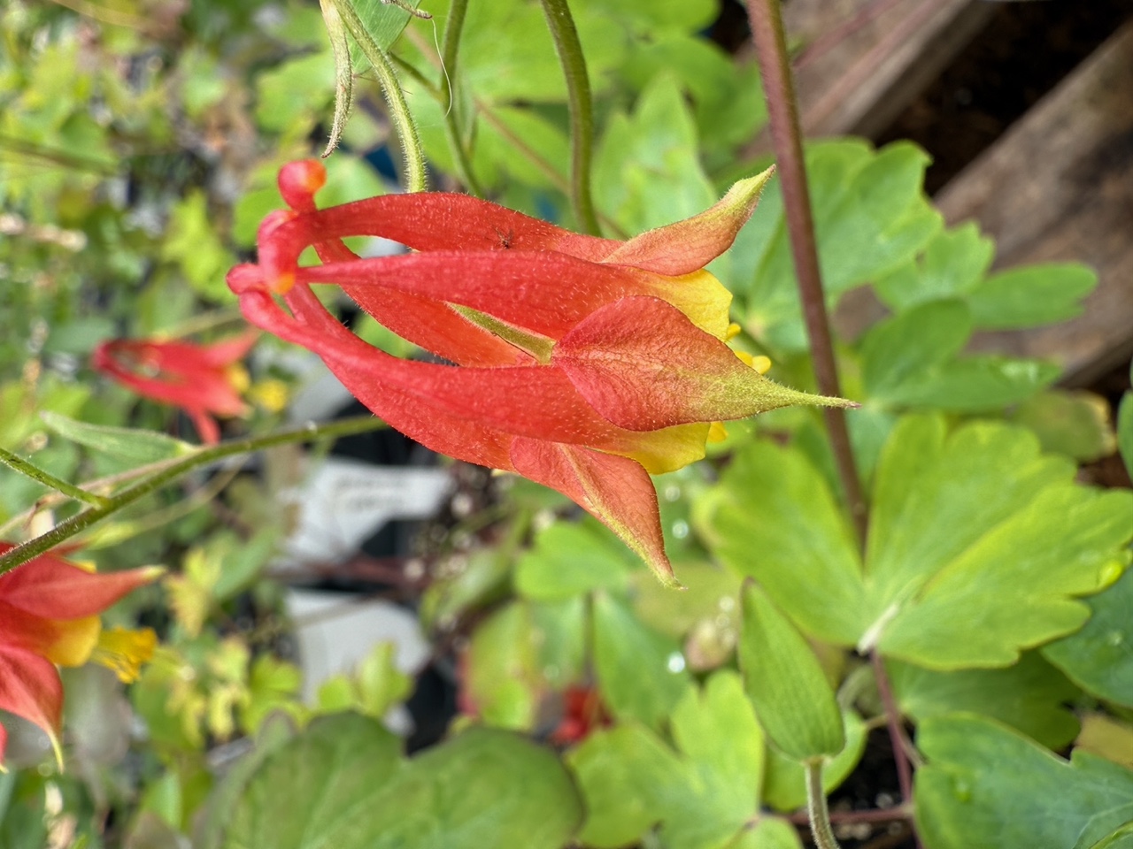 Canada Columbine