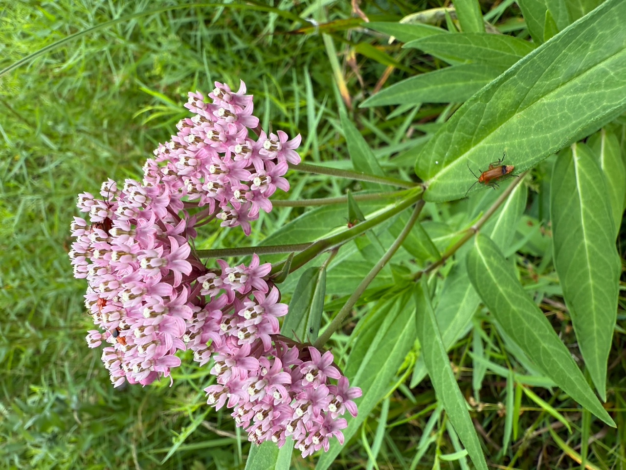 Swamp Milkweed