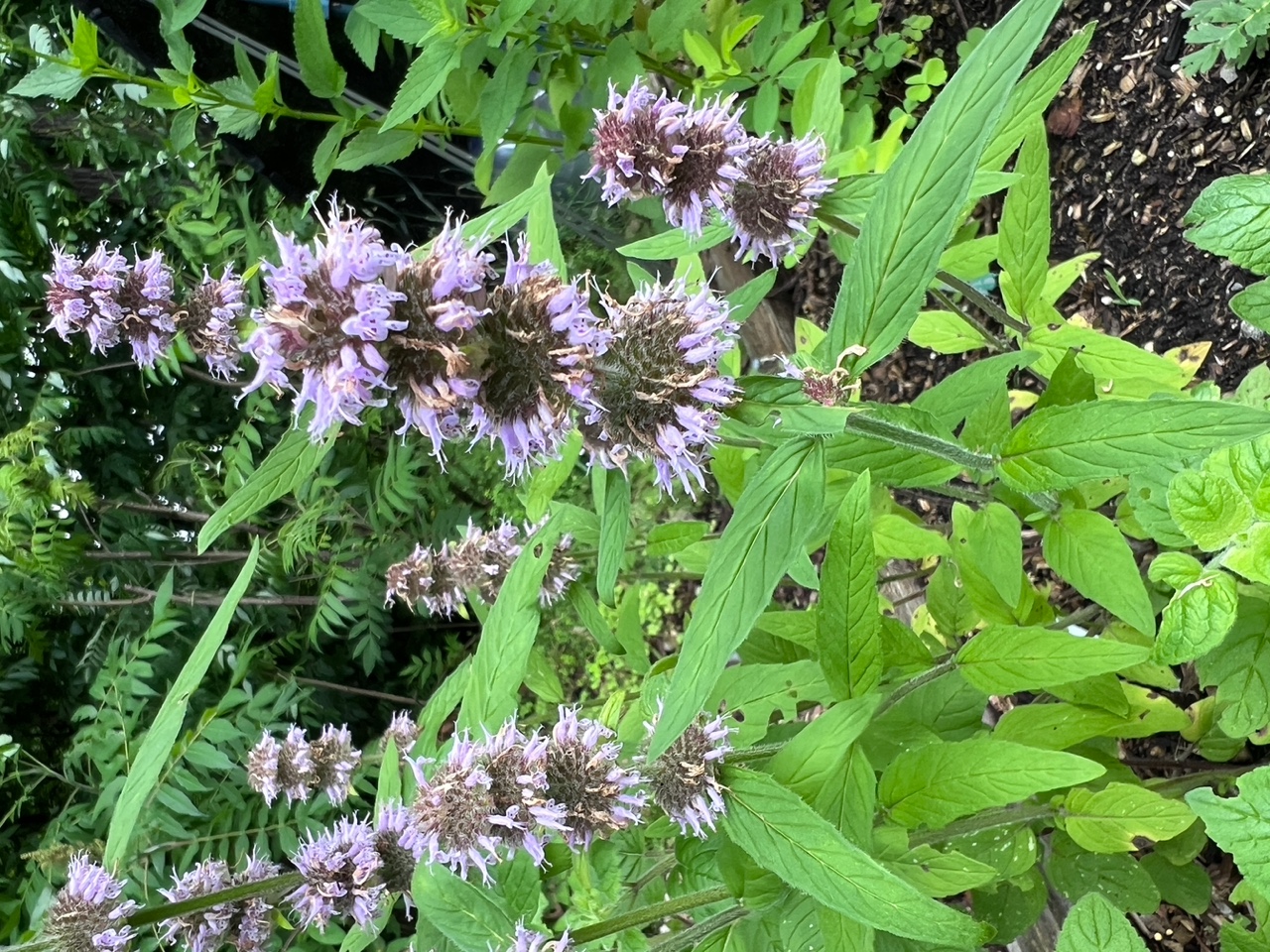 Downy Wood Mint
