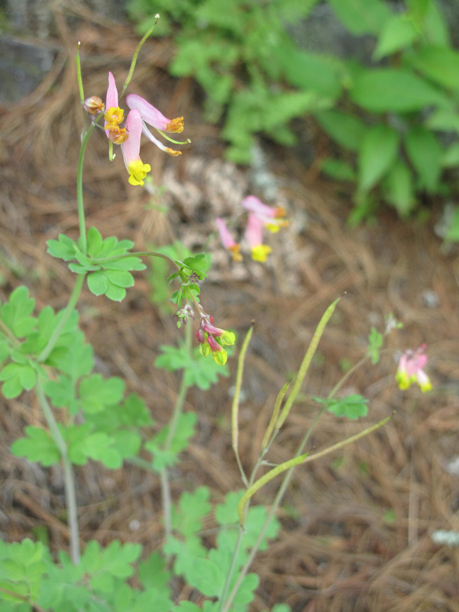 Pale Corydalis