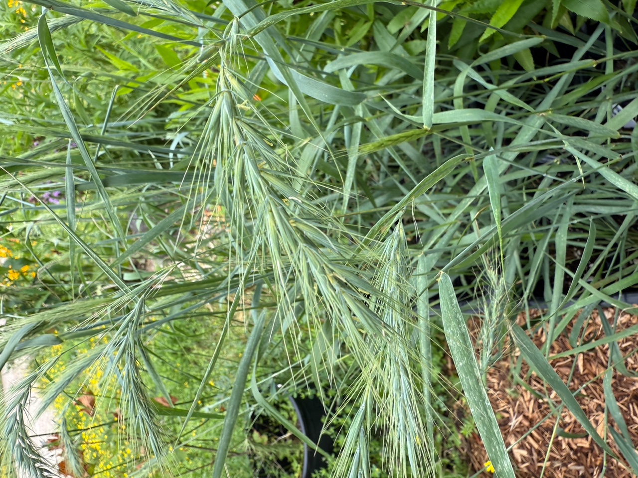 Canada Wild Rye