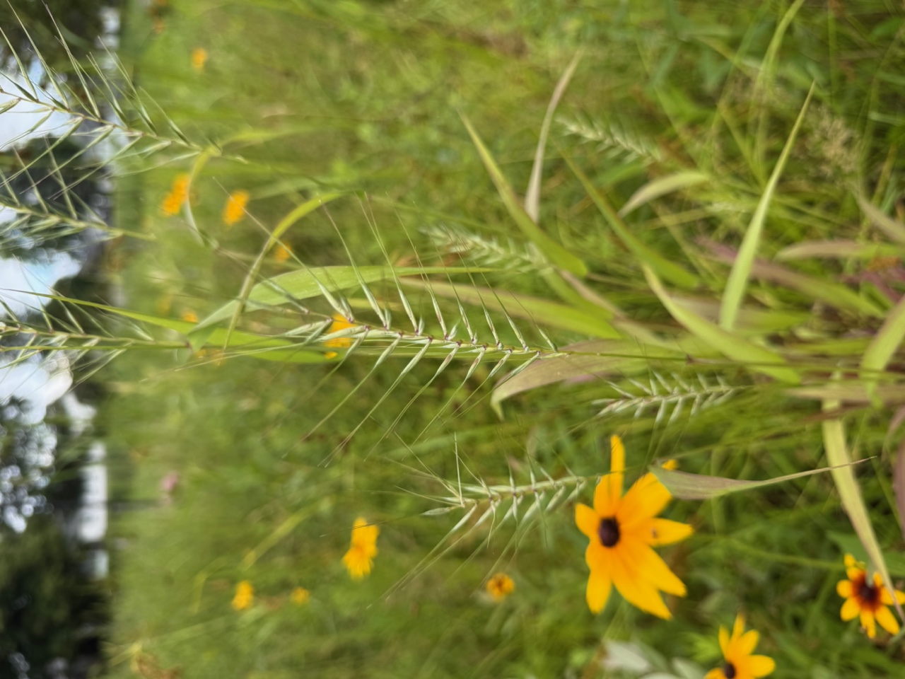 Bottlebrush Grass