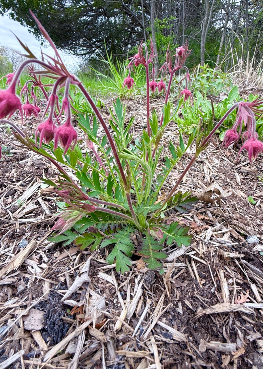Prairie Smoke