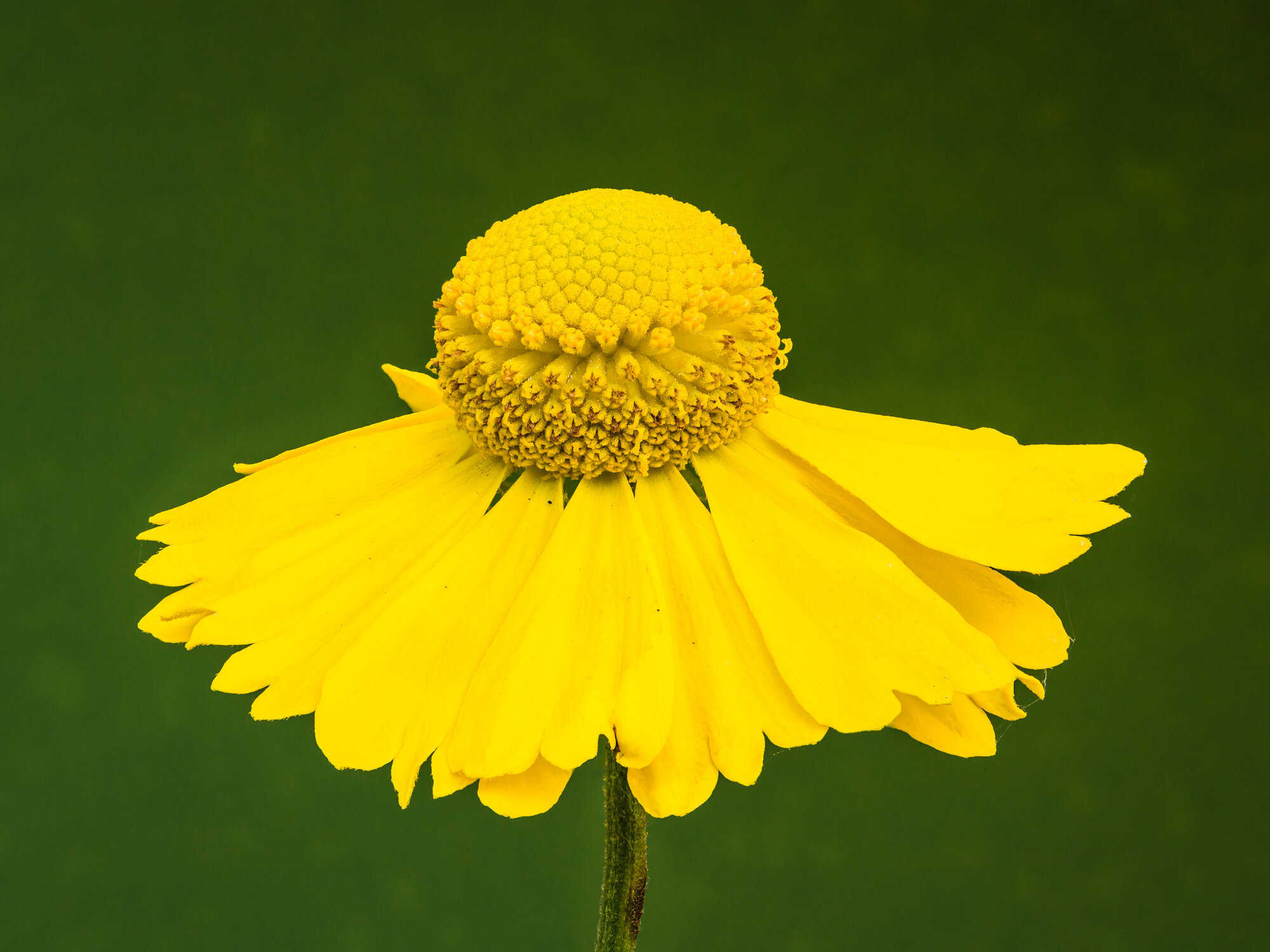 Sneezeweed