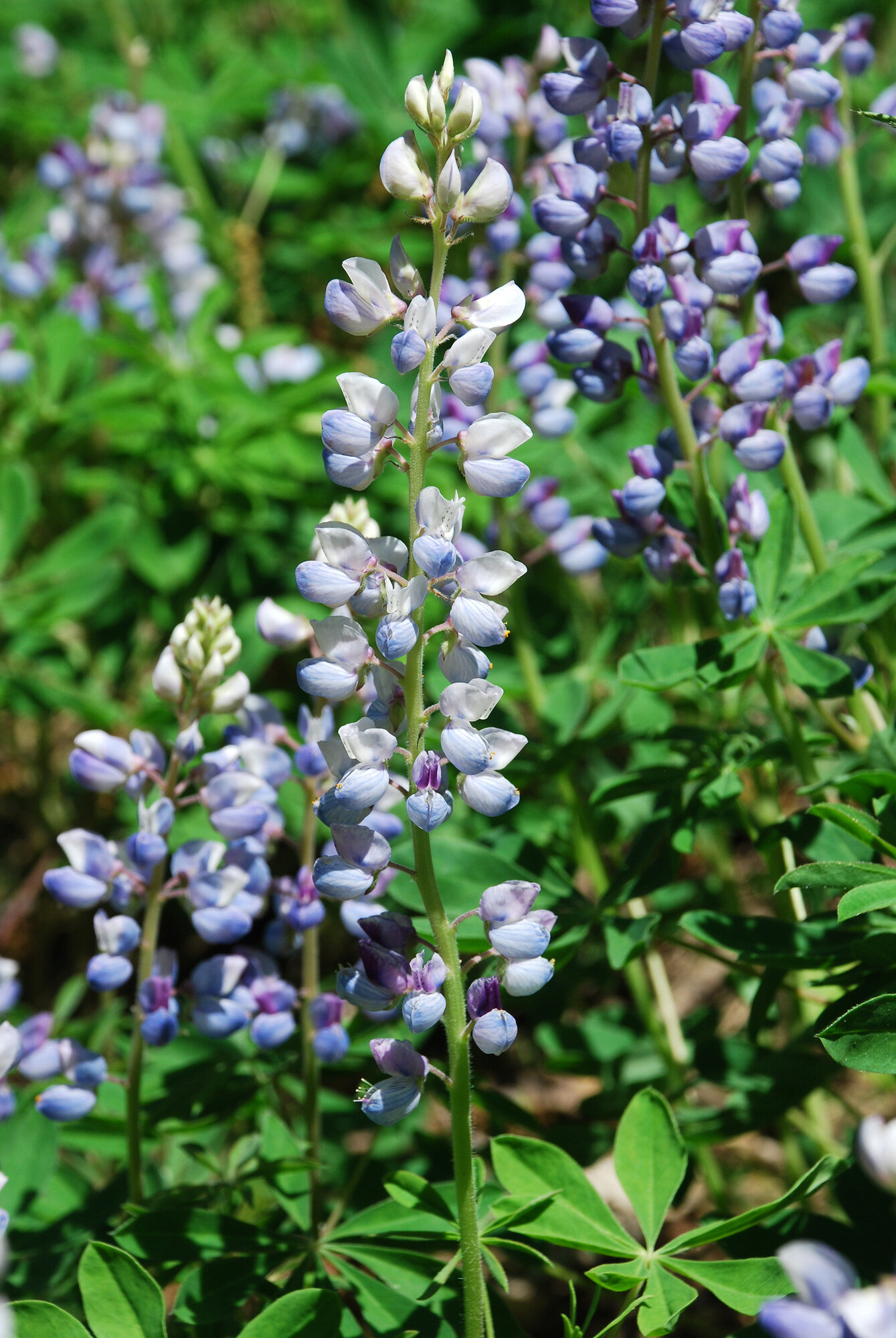 Wild Lupine