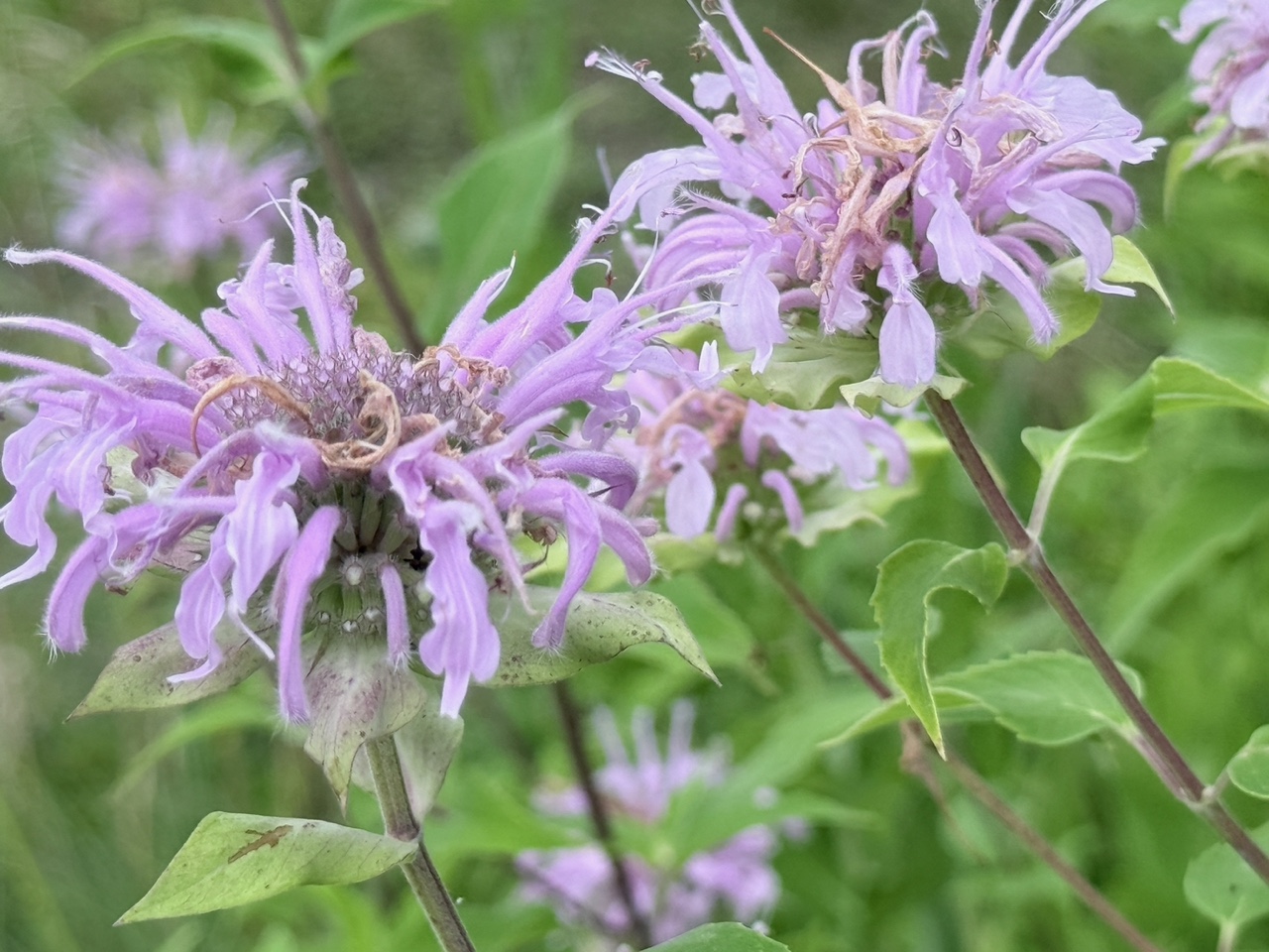 Wild Bergamot