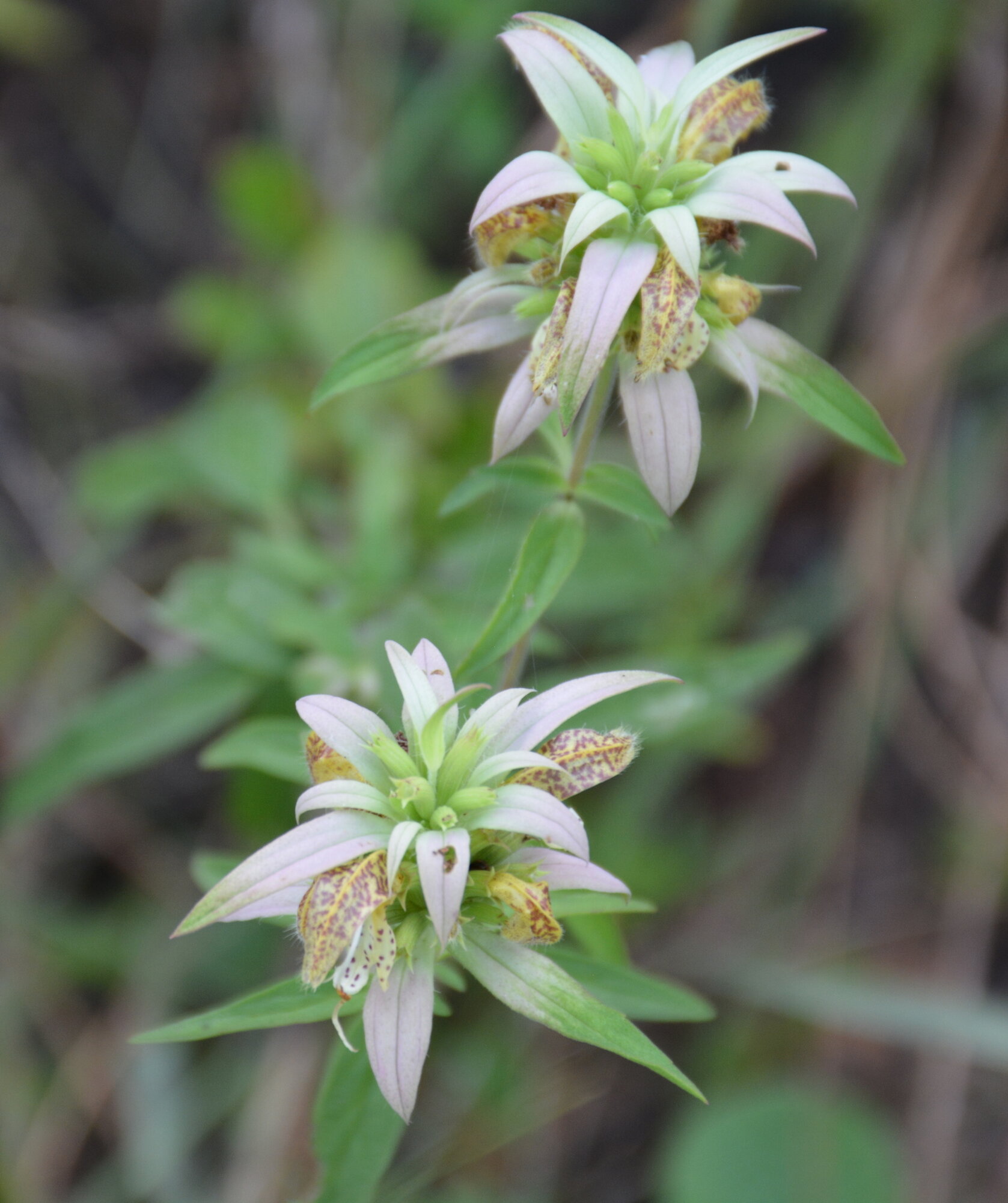 Spotted Bee Balm