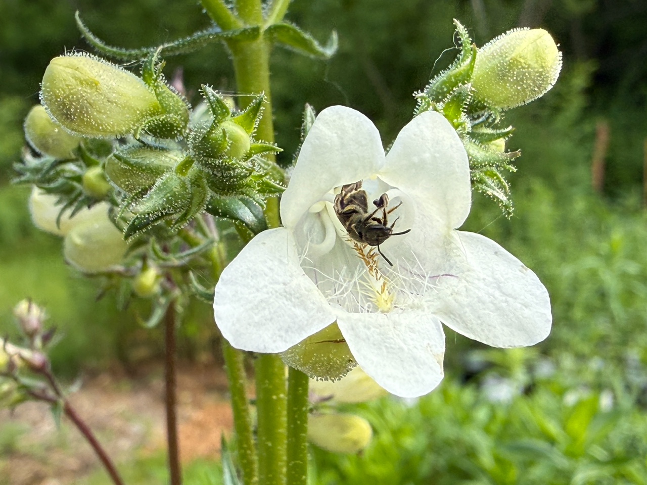 Foxglove Beardtongue