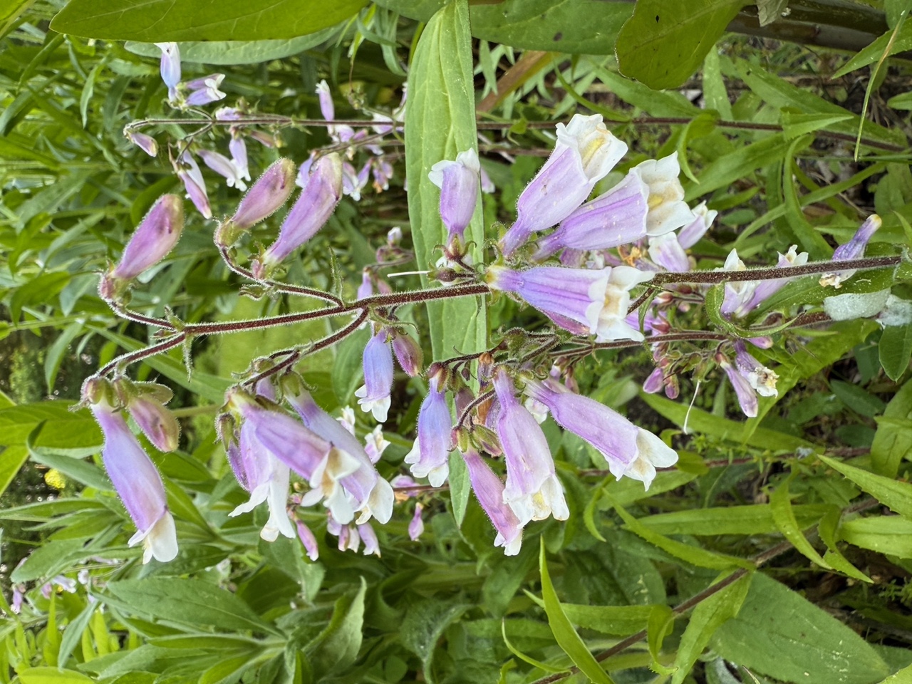 Hairy Beardtongue