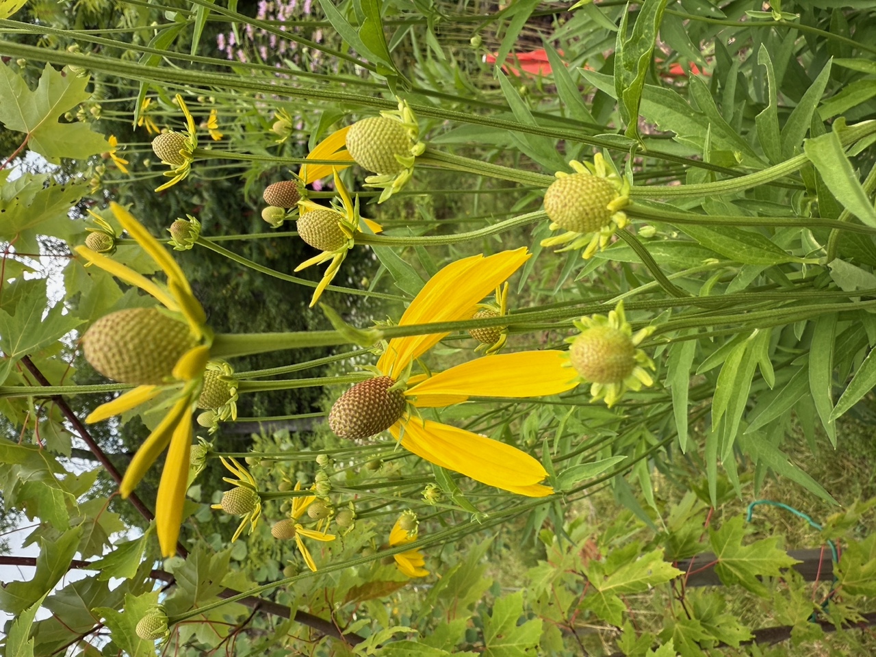 Grey-headed Coneflower