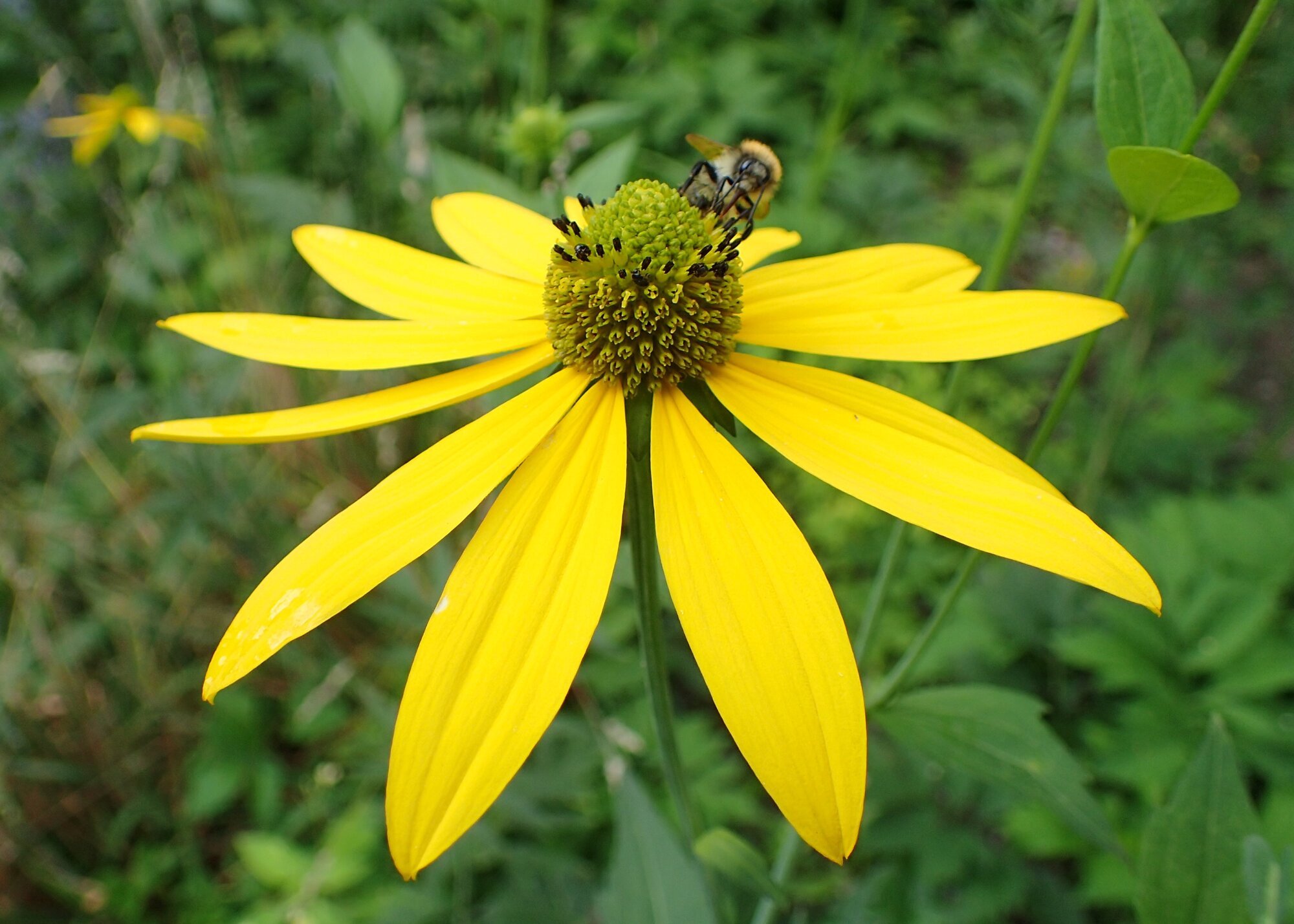 Cut-leaf Coneflower