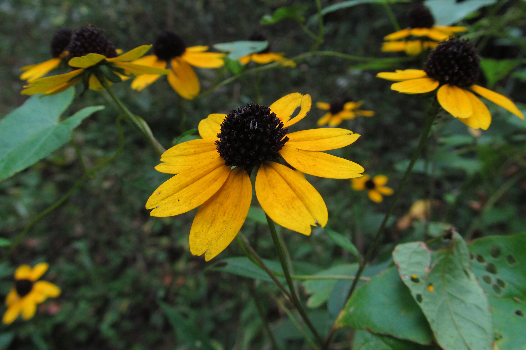 3-lobed Black-eyed Susan