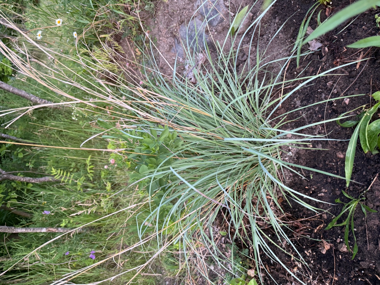Little Bluestem