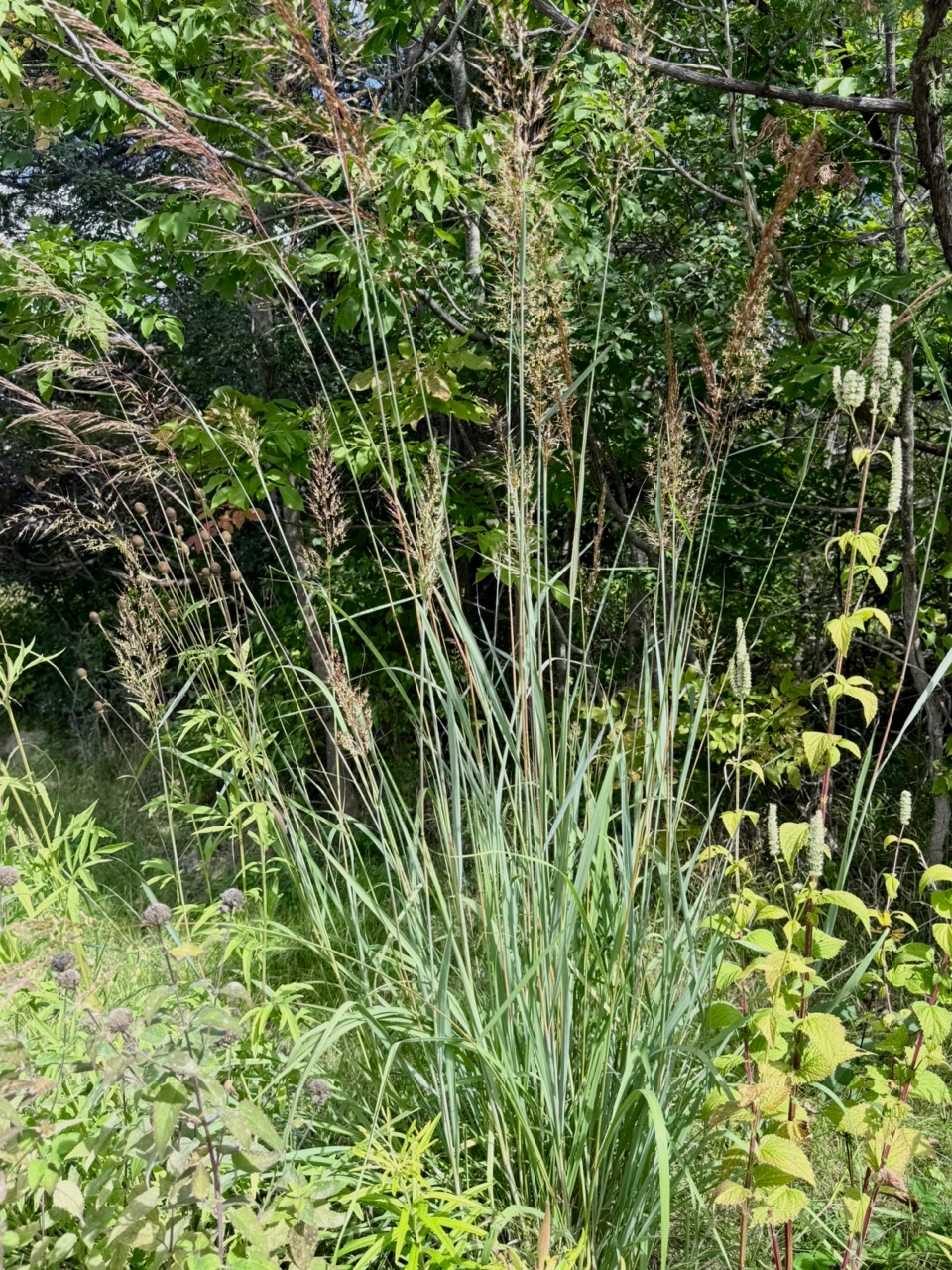 False Yellow Sorghum