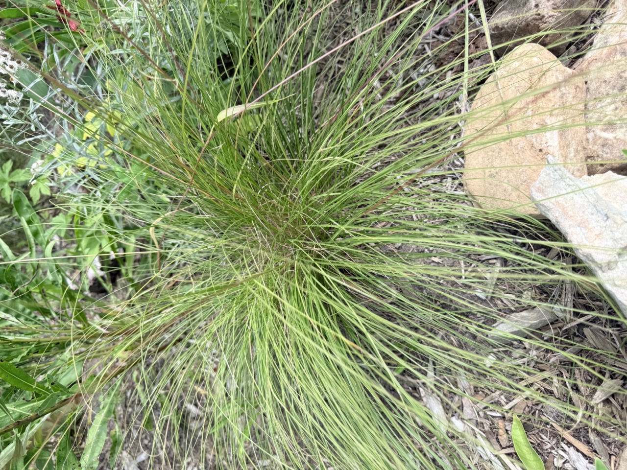 Prairie Dropseed