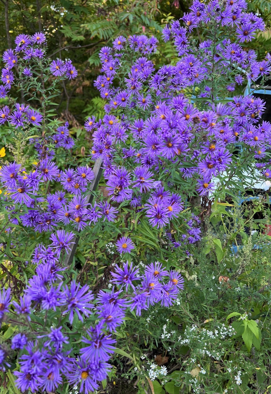 New England Aster