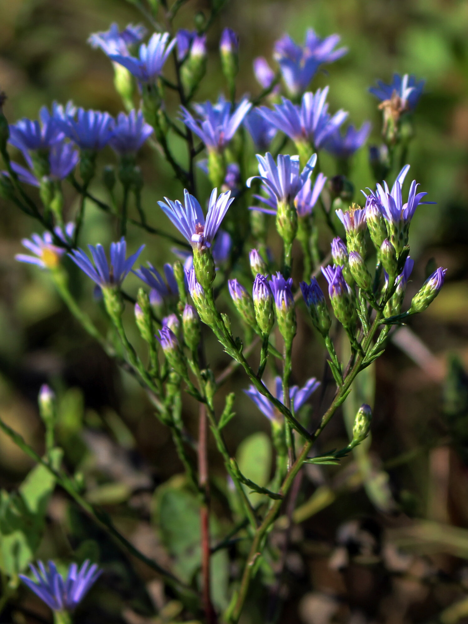 Sky Blue Aster